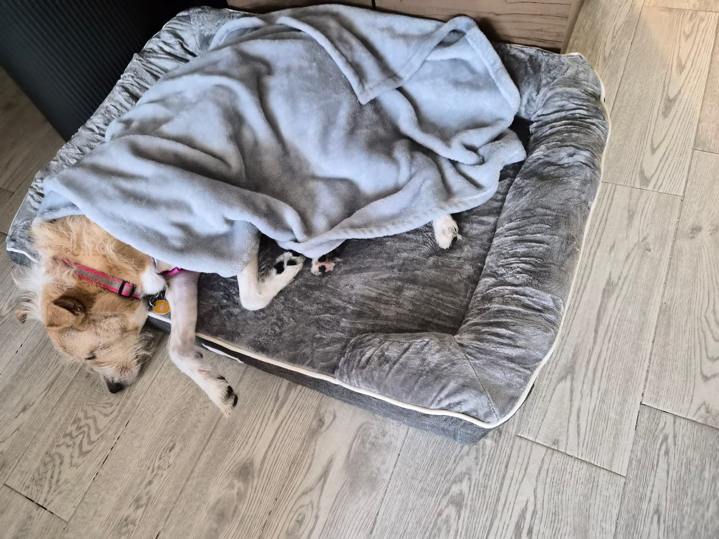 Customer photo review of Cama Ortopédica para Perros