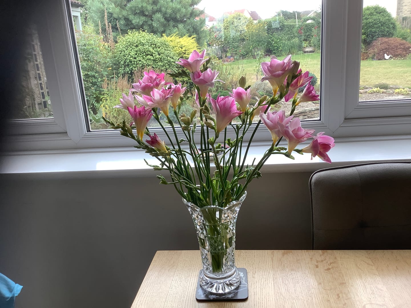 Customer photo review of Dark Pink Guernsey Long Stem Freesia Flowers