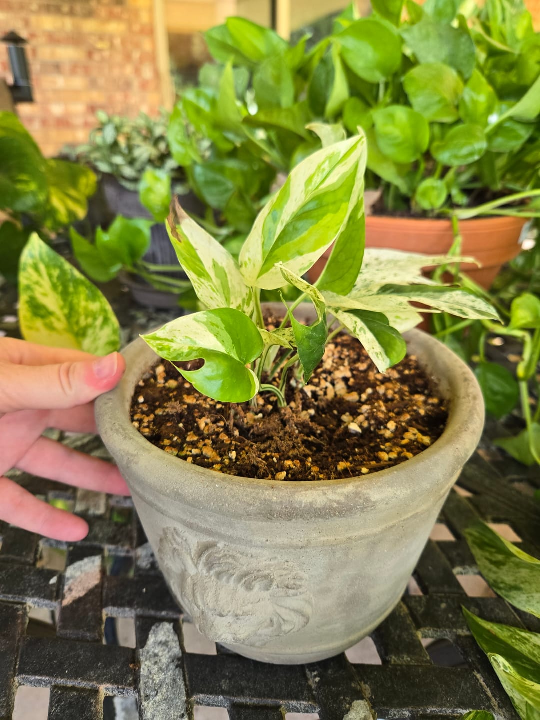 Customer photo review of Pothos Epipremnum pinnatum 'Marble'