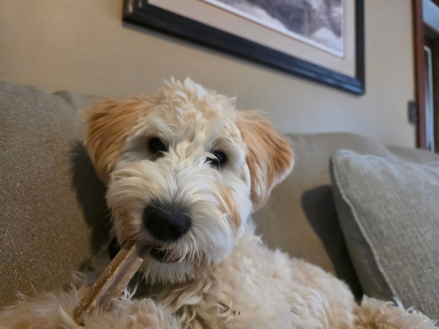 Customer photo review of Bully Stick Safety Holder