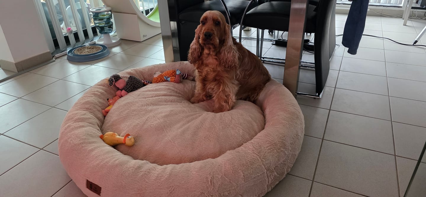 Customer photo review of Pet Perfect Hondenkam - Ondervacht