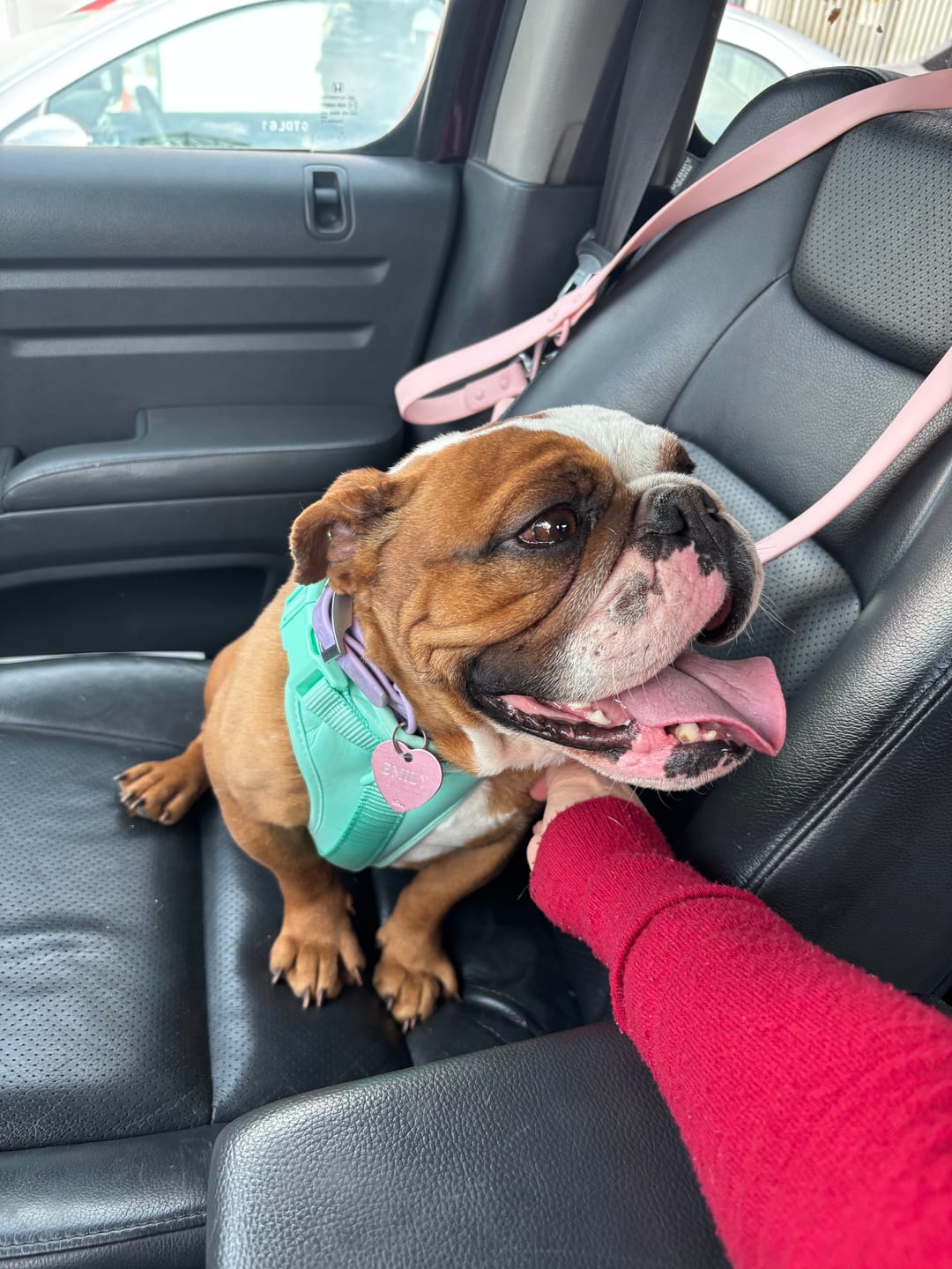 Customer photo review of Arnés Paws