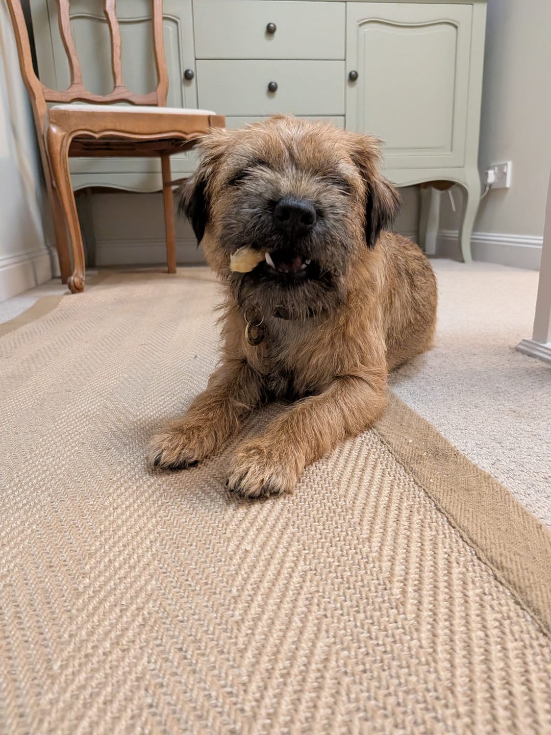 Customer photo review of Small Himalayan Yak Cheese Bones | 5 Pack