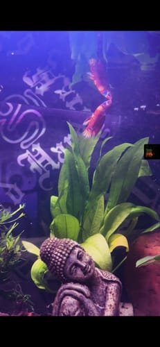 Customer's Multicolor Koi Yellow-Base Female Betta swimming in an aquarium near a Buddha statue decoration.
