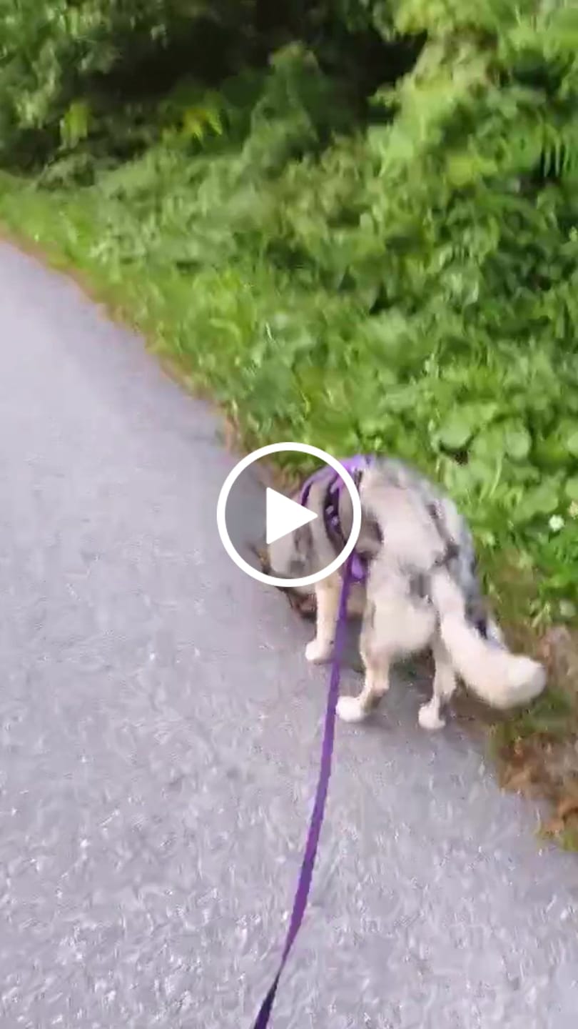Customer video review of Slip on Harness | Foam Padded - Purple