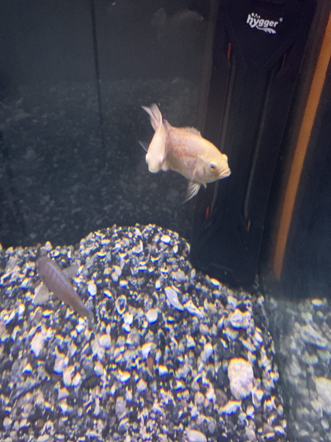 Customer photo review of Snow White Albino Oscar Cichlid 2" (Astronotus ocellatus)(Unsexed)