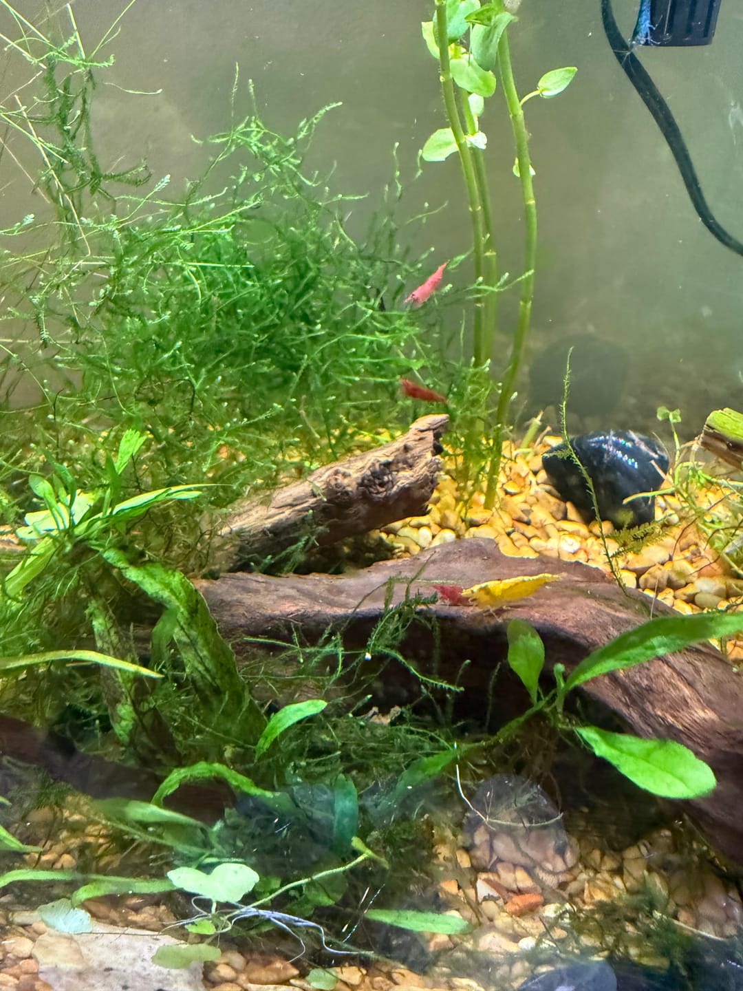 Customer photo review of Skittles Shrimp