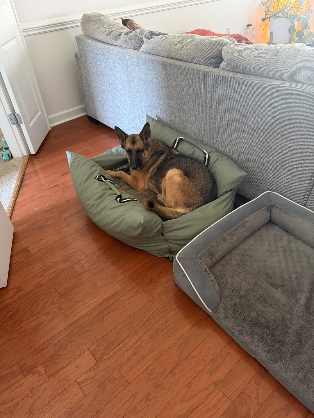 Customer photo review of The Dog Dock V2 New & Improved with LATCH / ISO FIX anchors