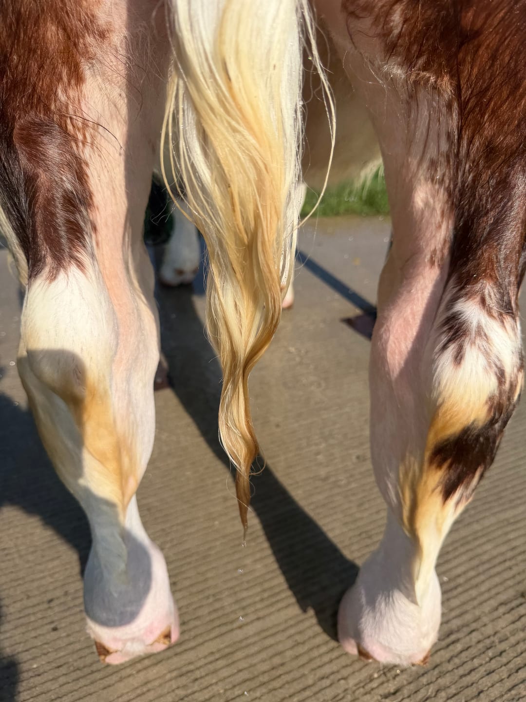 Customer photo review of OptiWize Collagen +Plus Livestock Joint Supplement