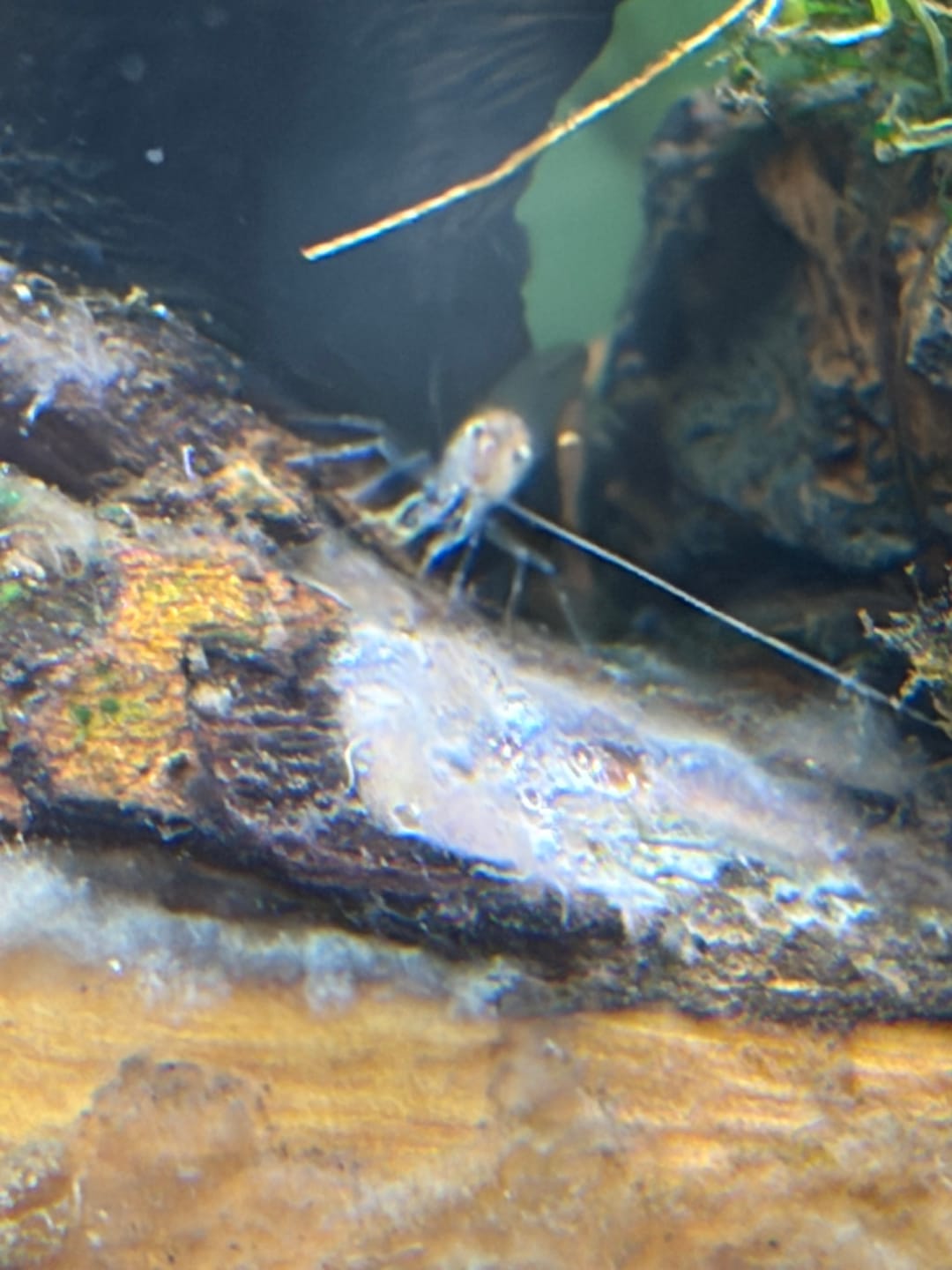Customer photo review of Amano Shrimp