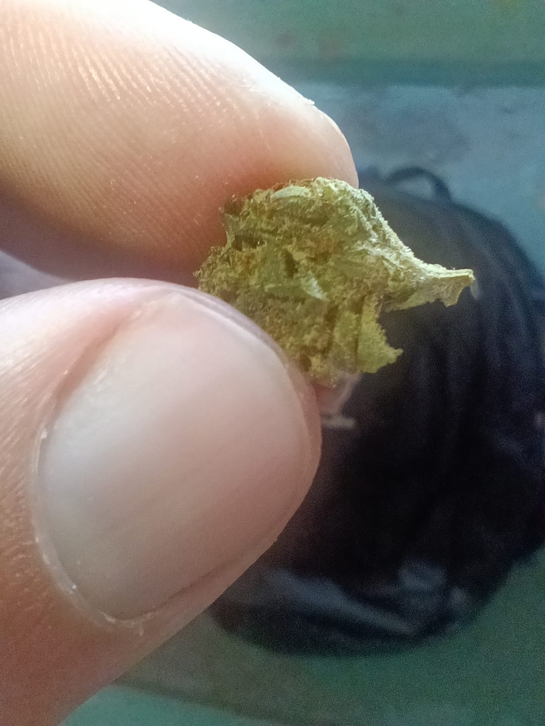 Customer photo review of Greenhouse Smalls