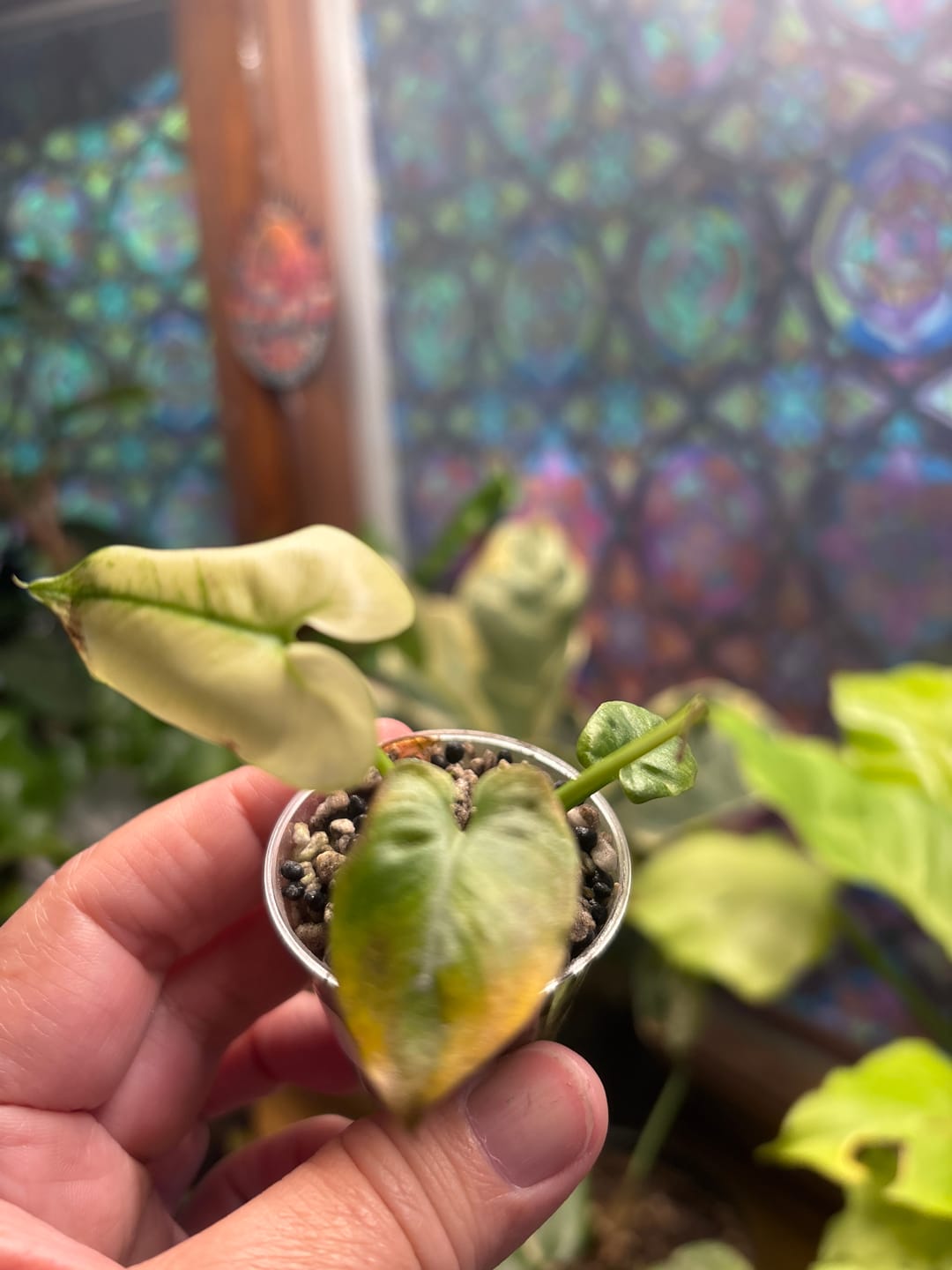 Customer photo review of Philodendron Goeldii Mint