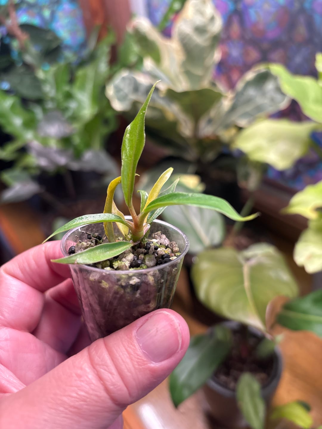 Customer photo of Philodendron Tortum