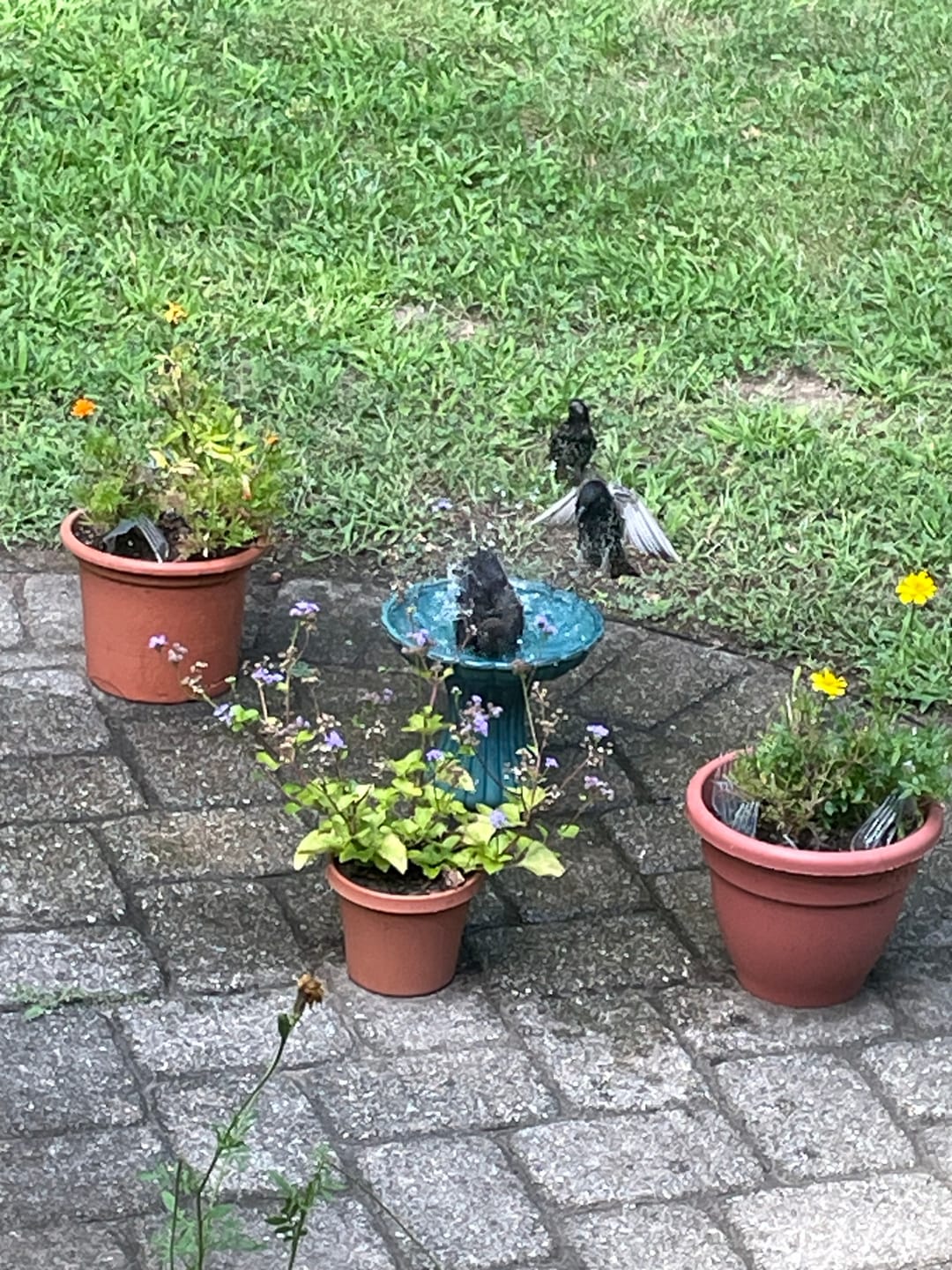 Customer photo review of Short Ceramic Pedestal Bird Bath