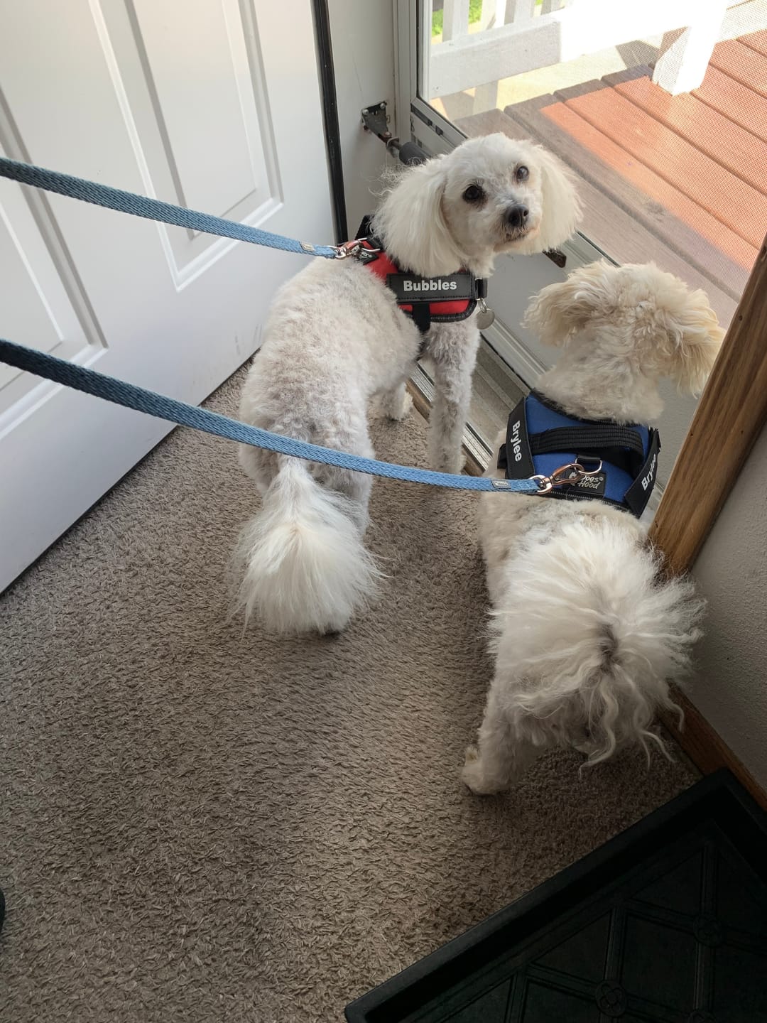 Customer photo review of Personalized Dog Harness