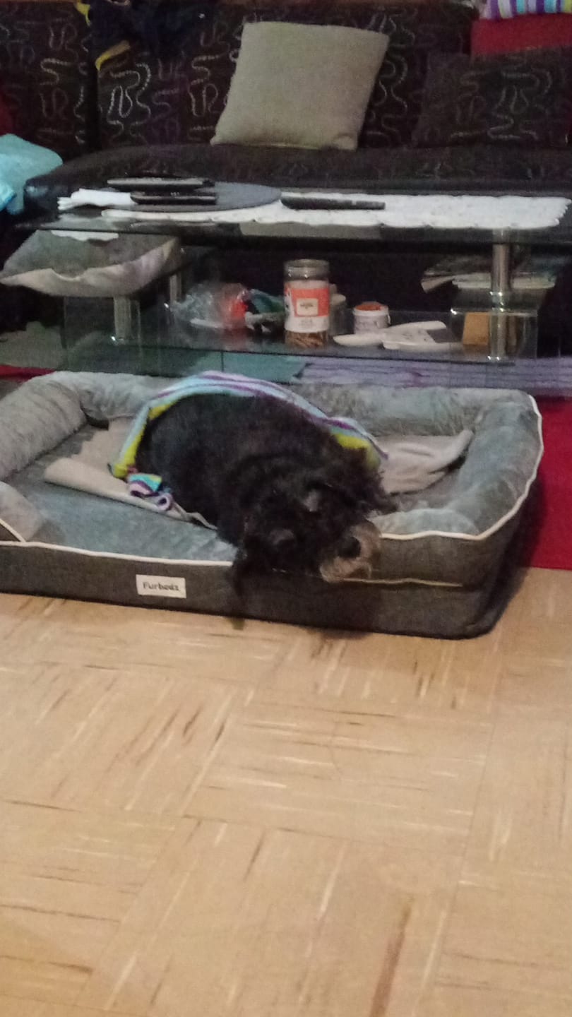 Customer photo review of Cama Ortopédica para Perros