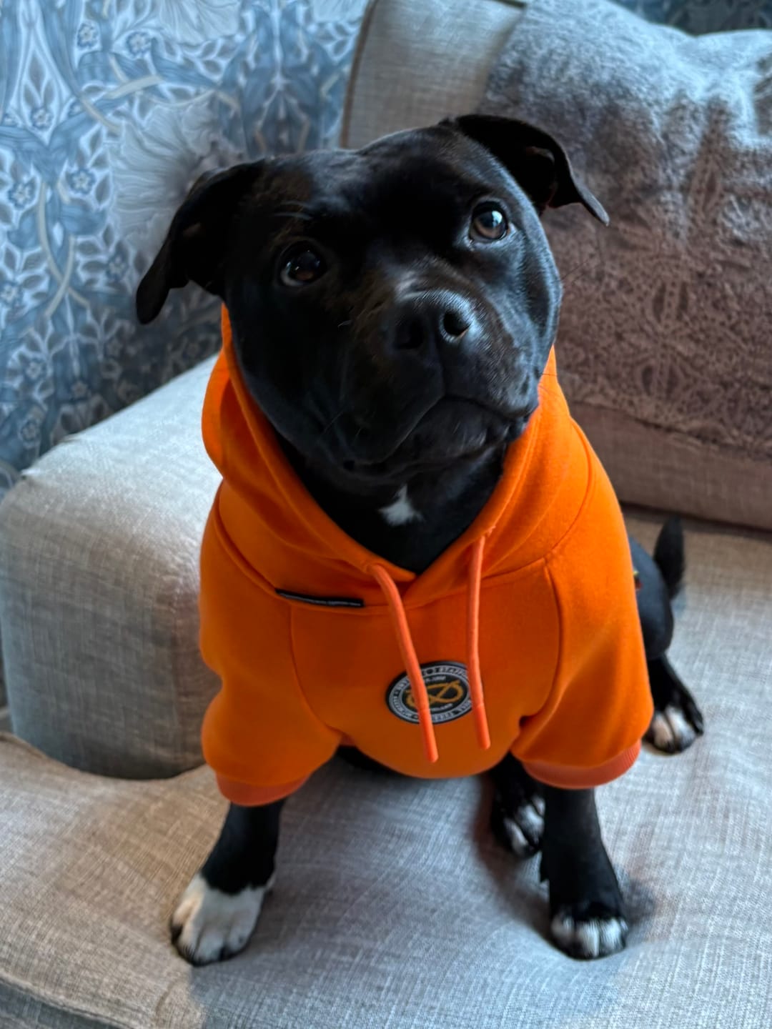 Customer photo review of Staffordshire Bull Terrier 1935® Hoodies - Orange
