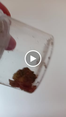 Customer video review of THC-A Flower White Russian