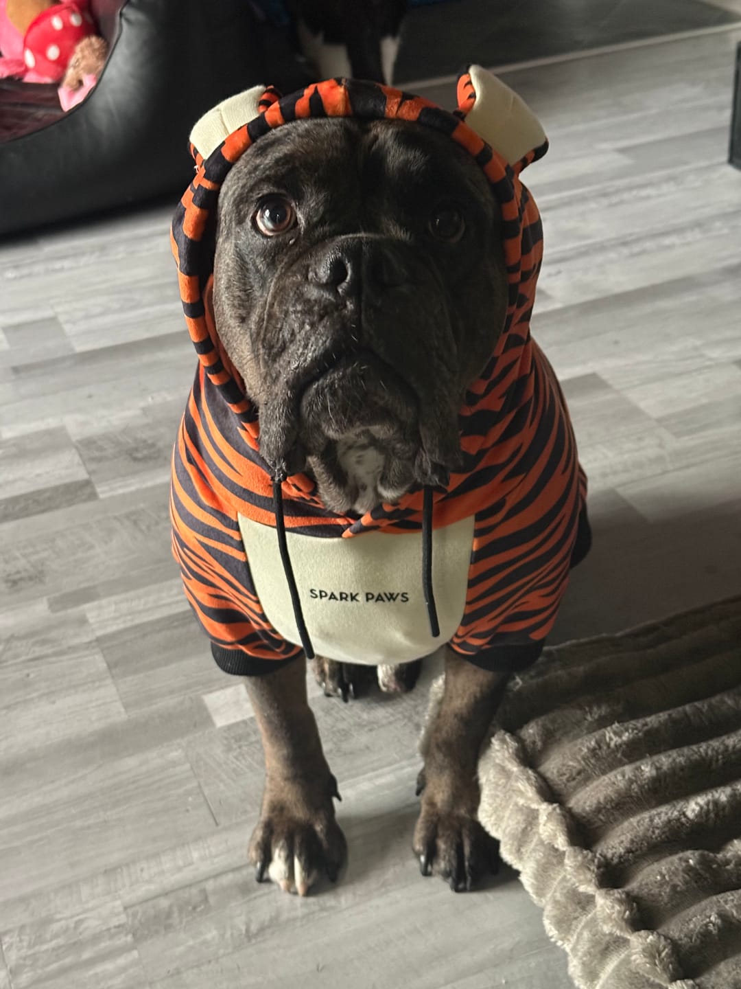 Customer photo review of Halloween Dog Hoodie - Tiger