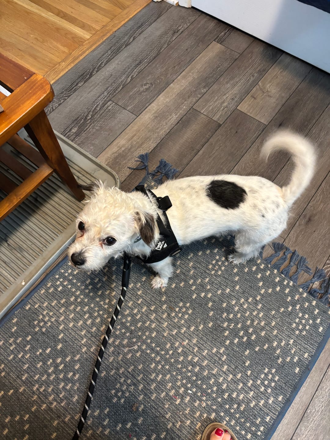 Customer photo review of No-Pull Dog Leash [FREE TODAY]