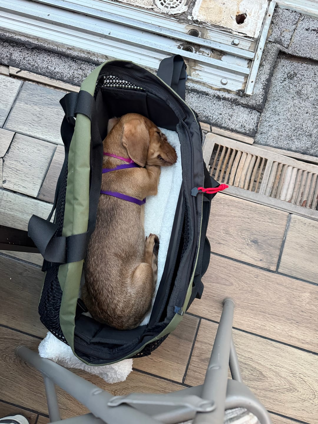 Customer photo review of PAWD Pet Carrier Bag
