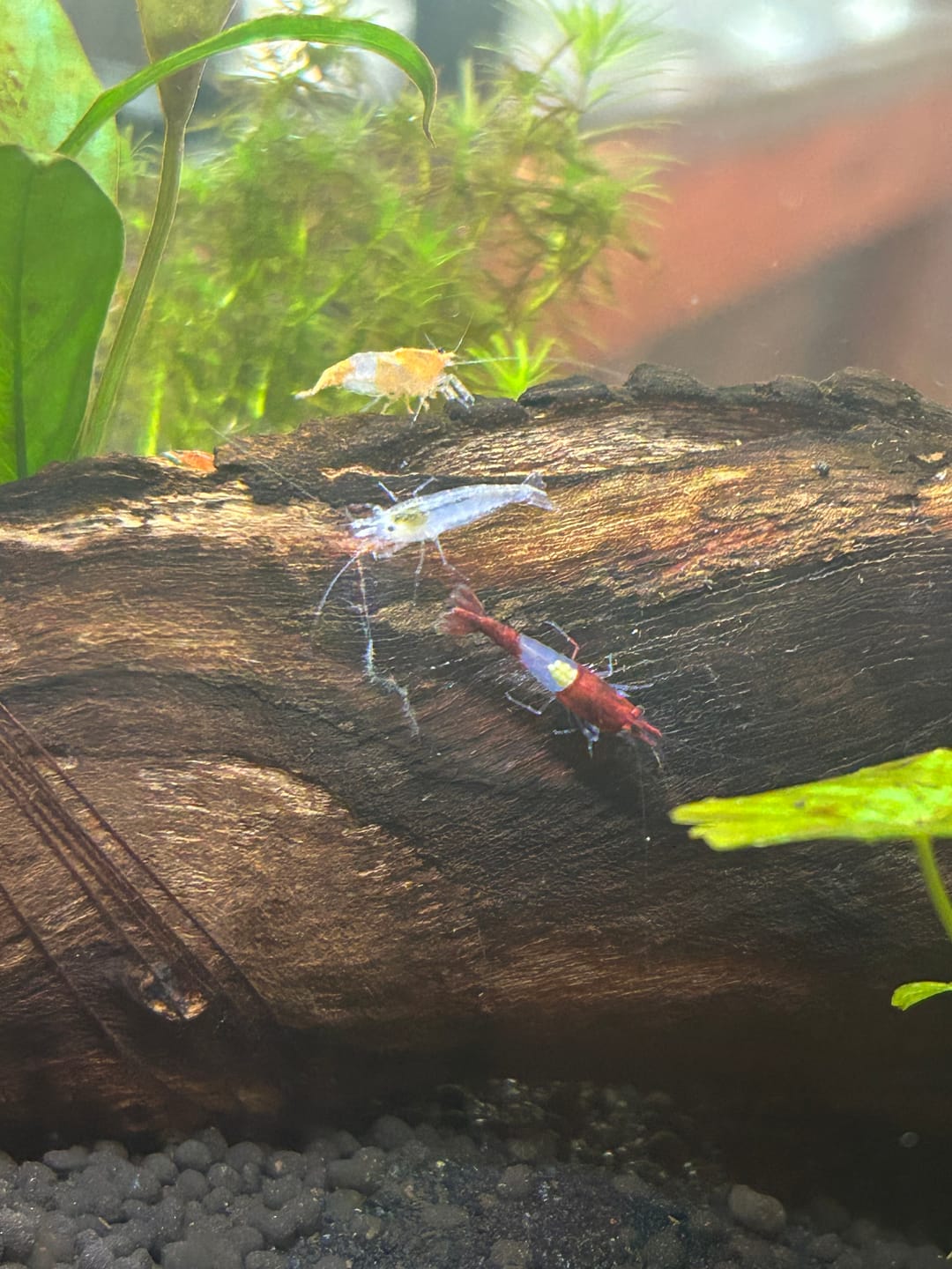 Customer photo review of Snowball Shrimp