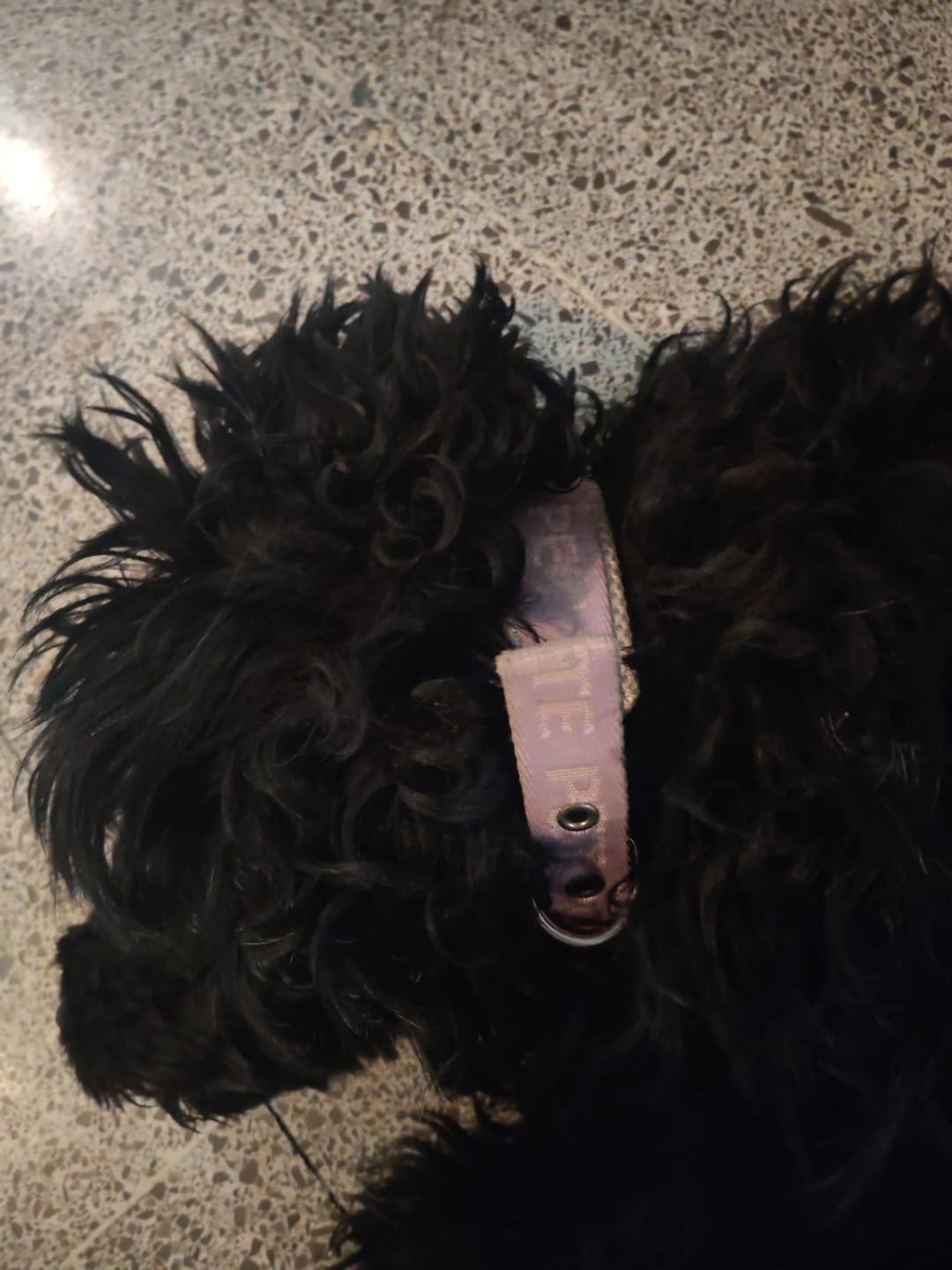 Customer photo review of CT0292 1 Pieza De Collar Para Mascota