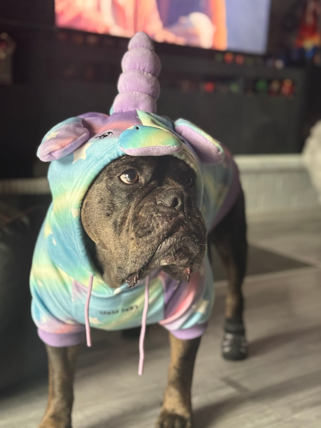 Customer photo review of Halloween Dog Hoodies (Limited Edition)