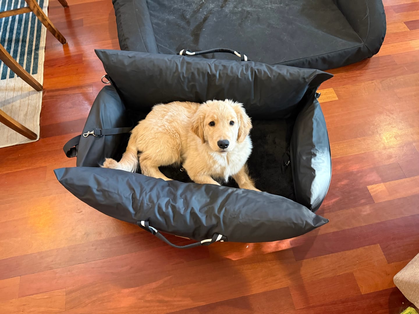 Customer photo review of The Dog Dock V2 New & Improved with LATCH / ISO FIX anchors
