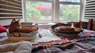 Customer photo review of Instinct Basket | Meet the first research-backed natural territory for indoor cats