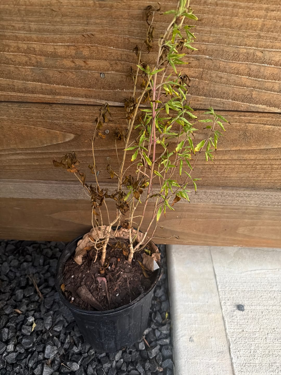 Customer photo review of Flame Acanthus