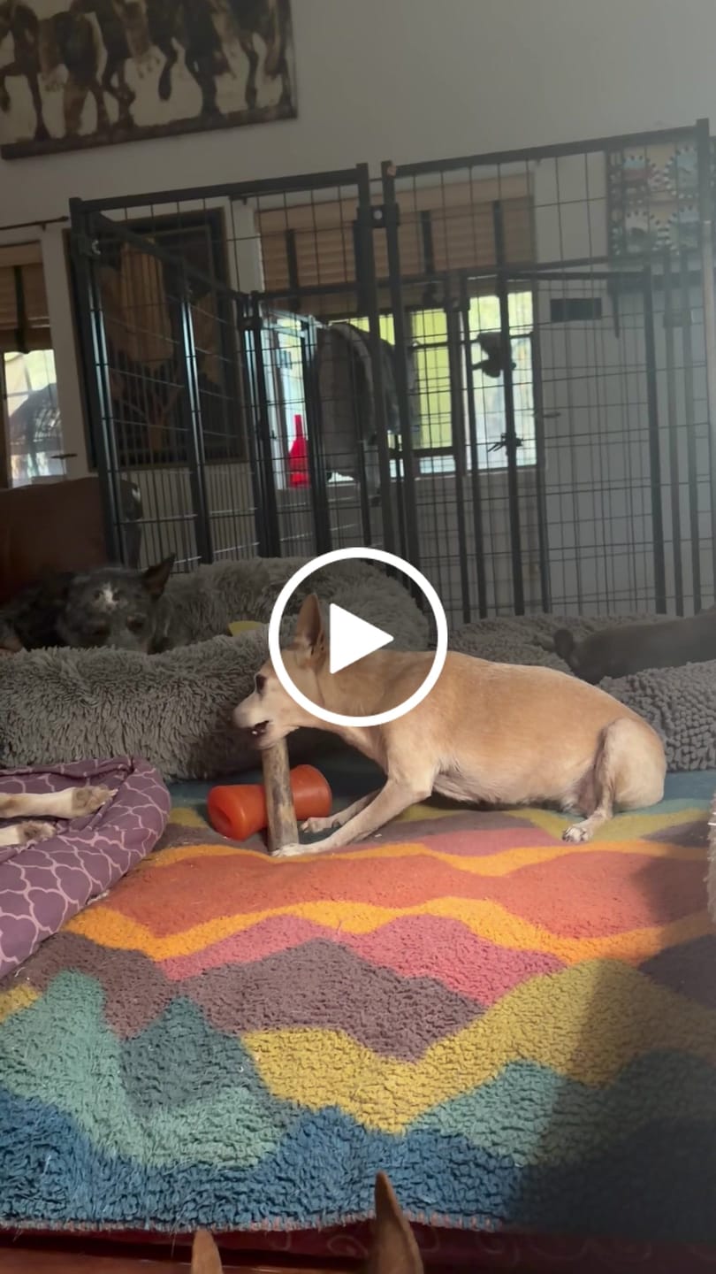 Customer video review of Ostrich Chunky Bones (5" x 2" - 2 Pack): The Long-Lasting, Flavor-Packed Bones for Medium to Large Dogs