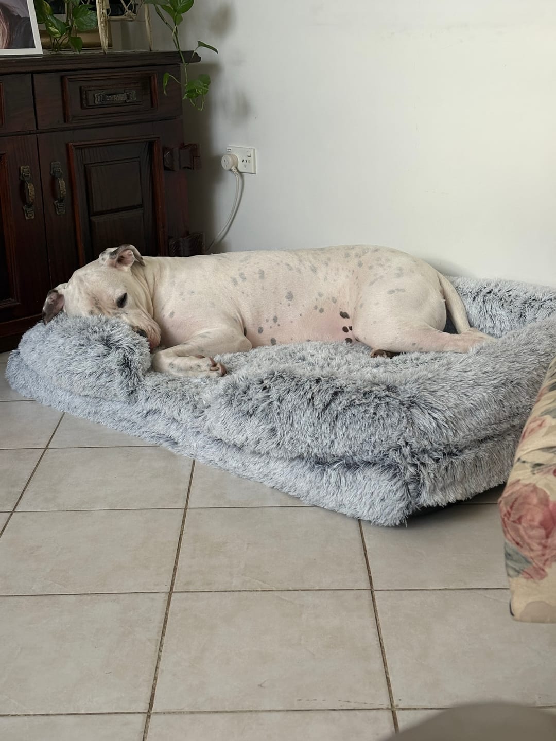 Customer photo review of Pet Orthopaedic Bed
