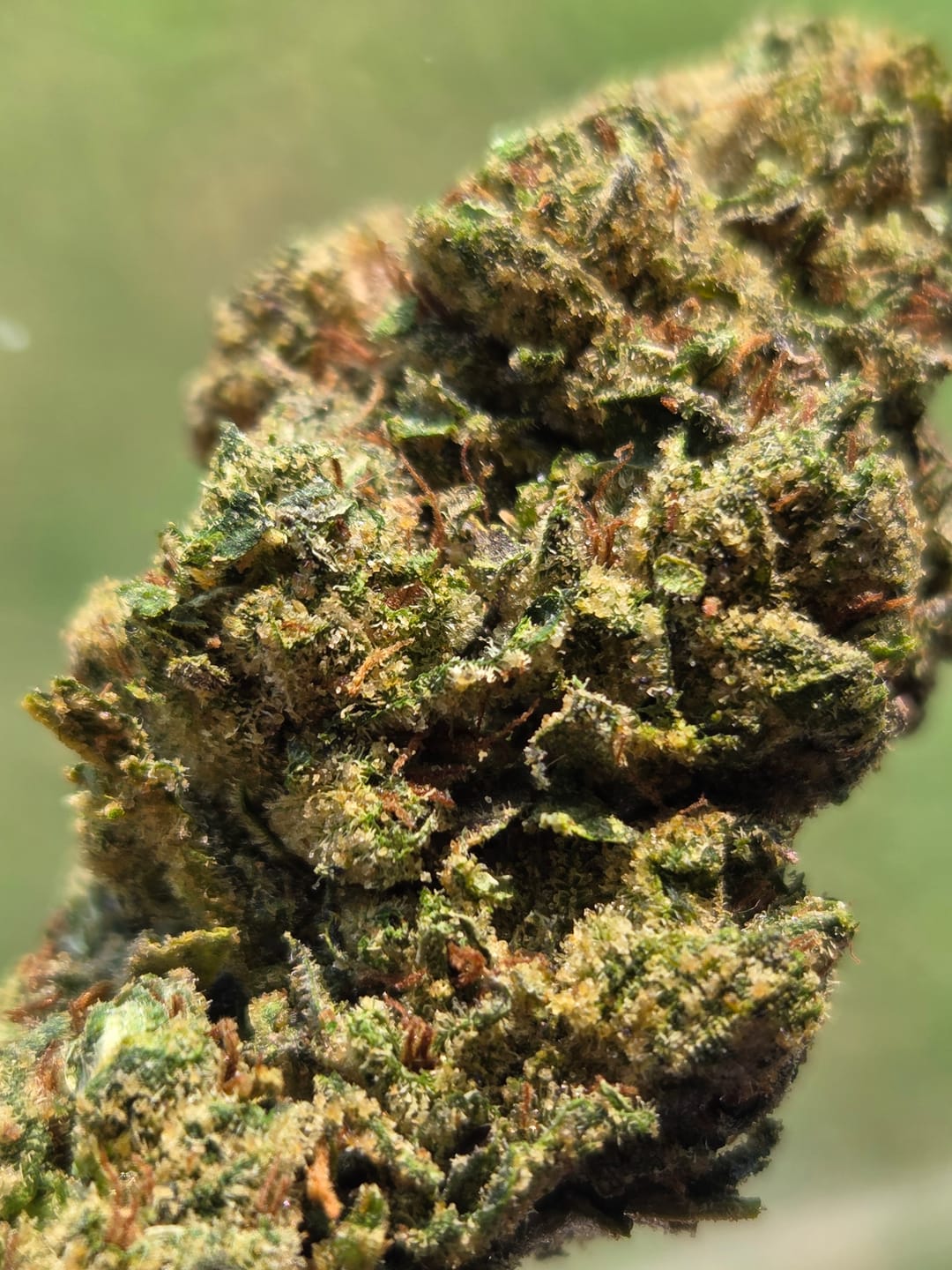 Customer photo review of Blueberry Zkittlez - 28 Grams - Indica