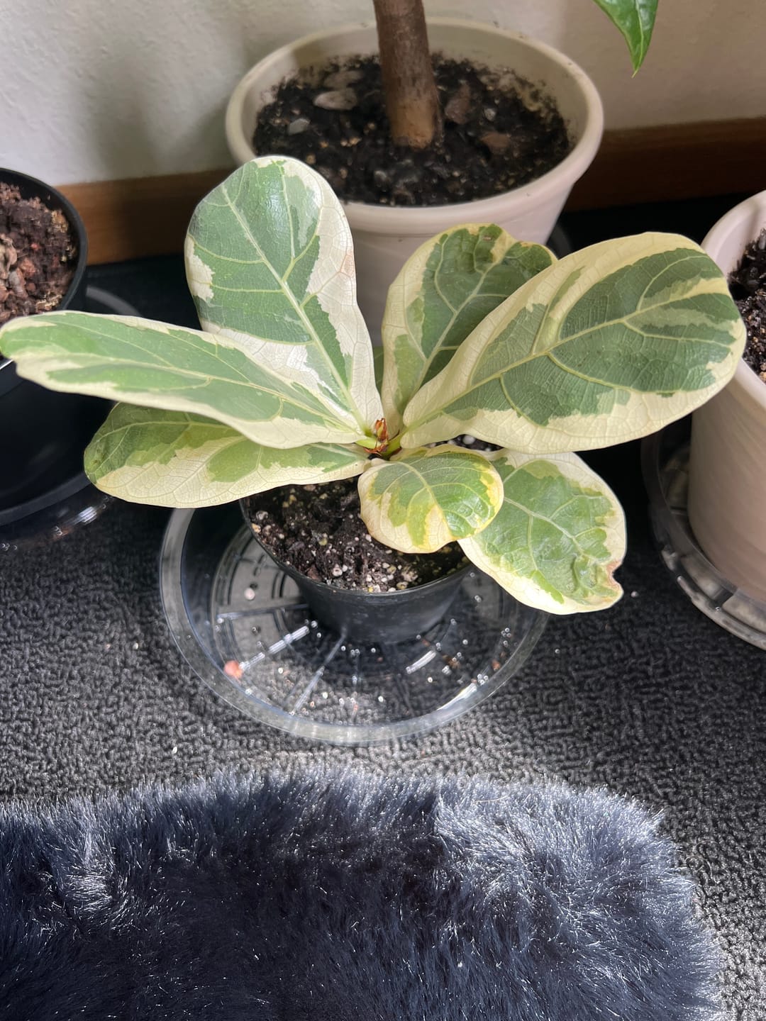 Customer photo review of Ficus lyrata variegated ‘Fiddle Leaf Fig’