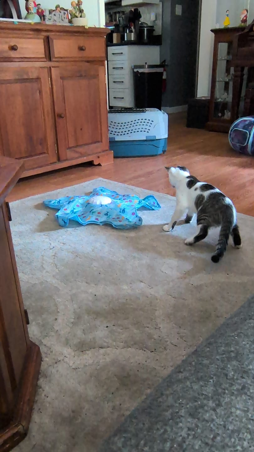Customer photo review of PEEKY TAIL 2.0