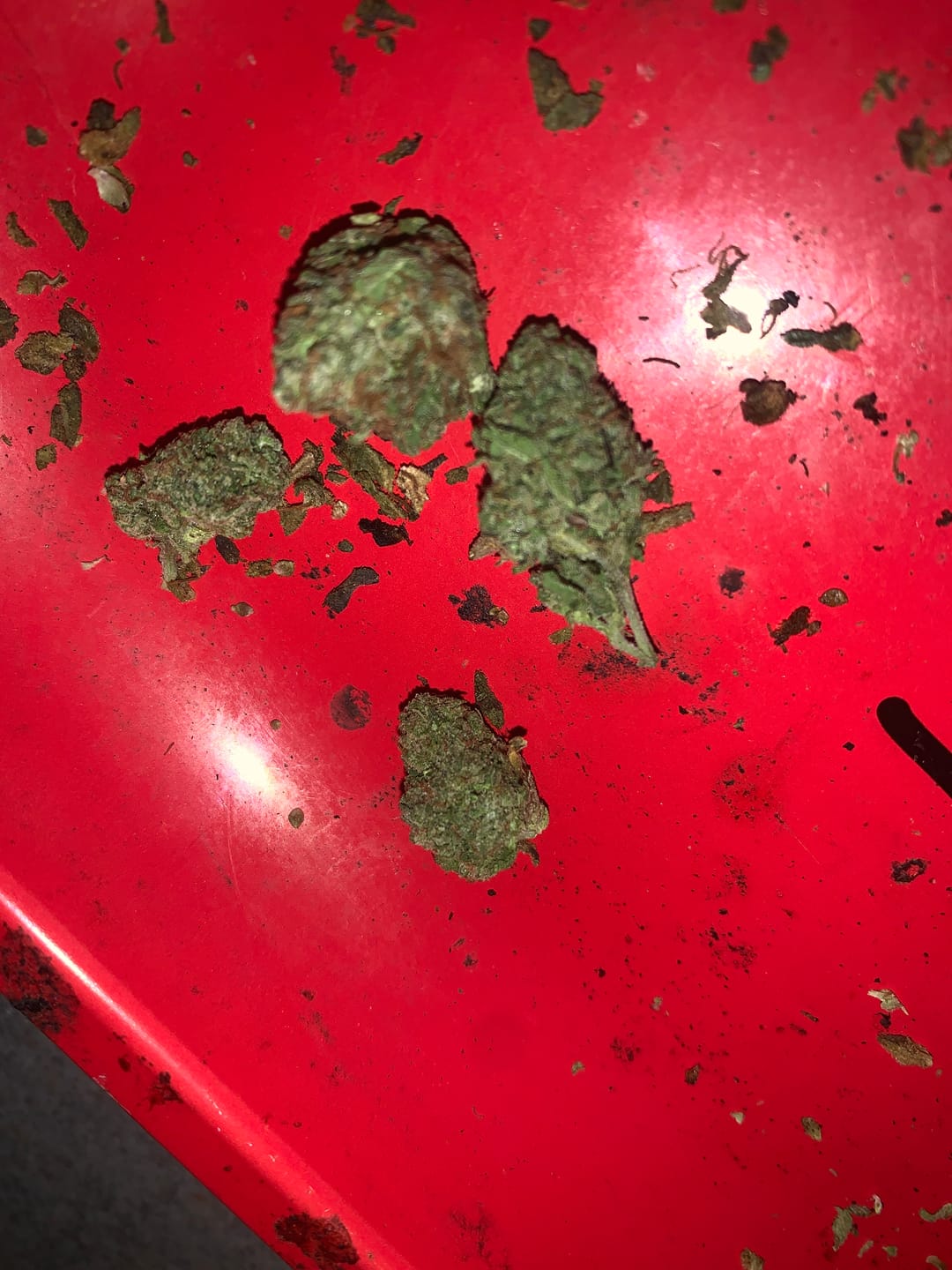 Customer photo review of Biscotti Cake - 28 Grams - Hybrid