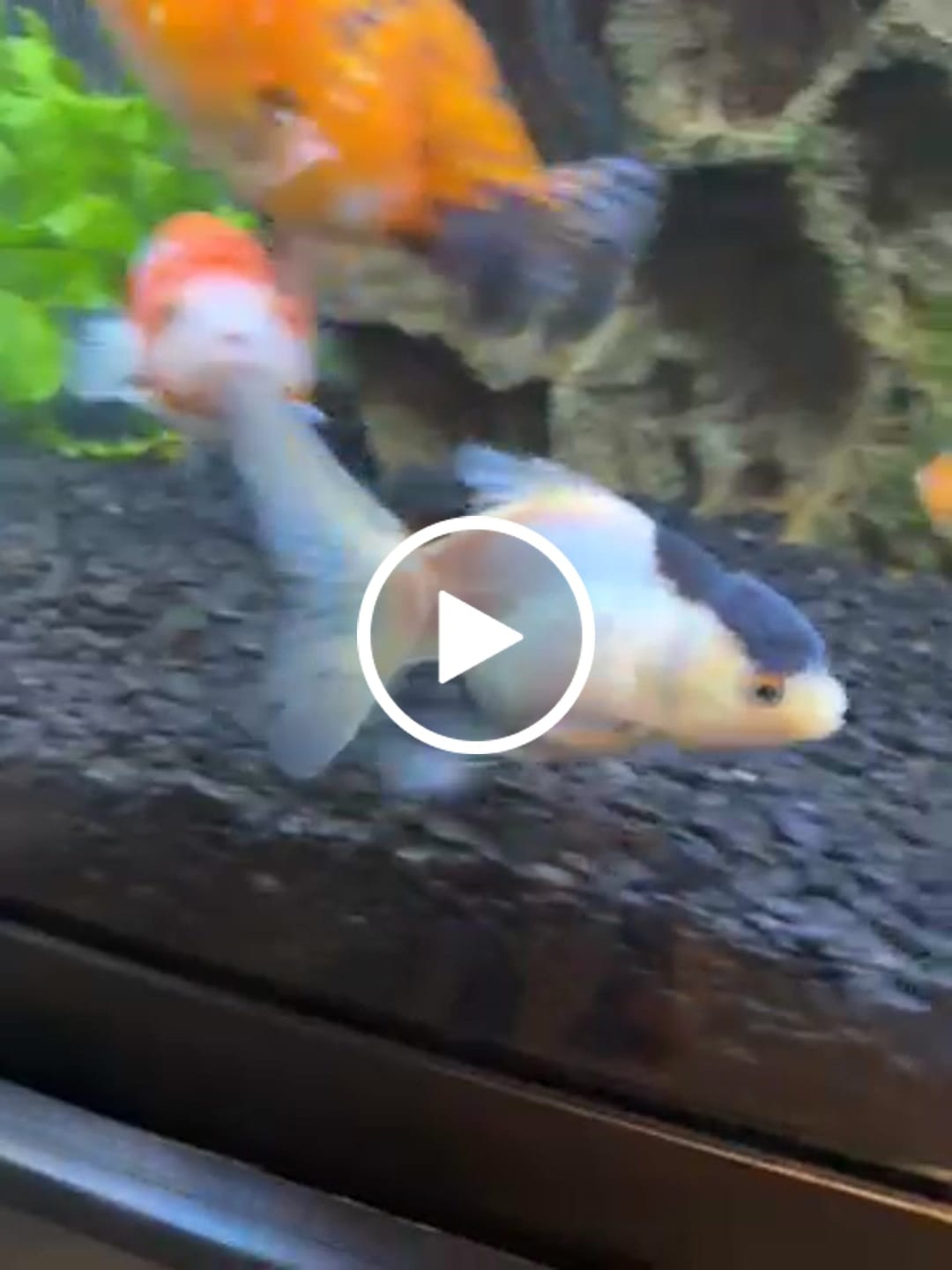 Customer video review of Live Premium Fancy Goldfish Thai Oranda 2"-4" Body Panda (Our Choice)