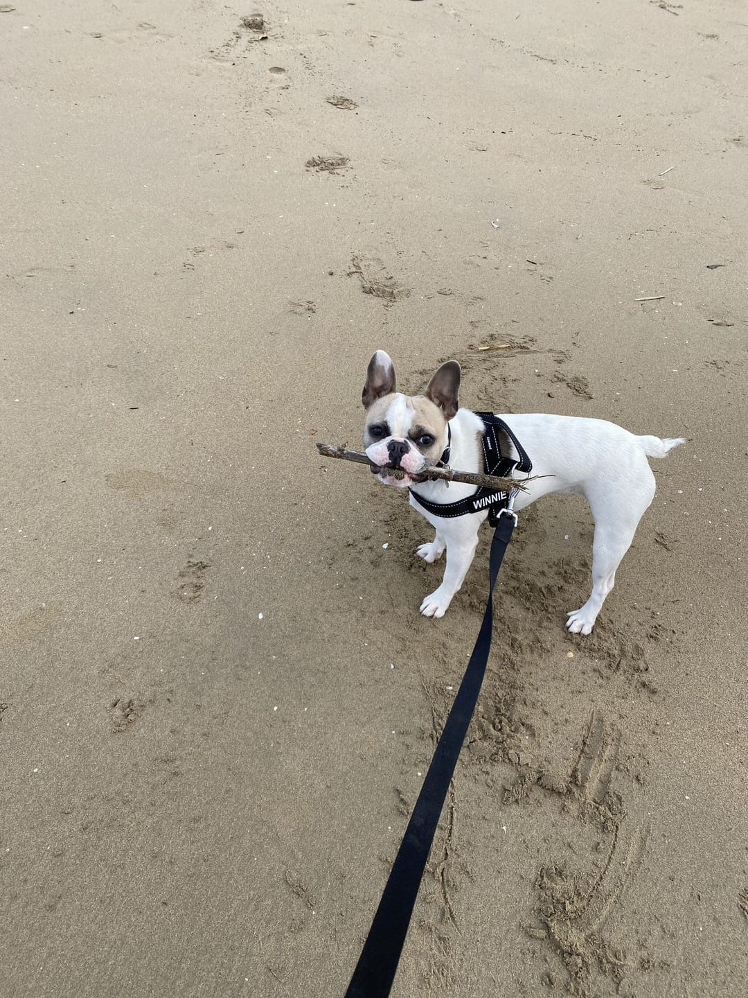Customer photo review of SafeWalk® Chest-Clip Dog Harness
