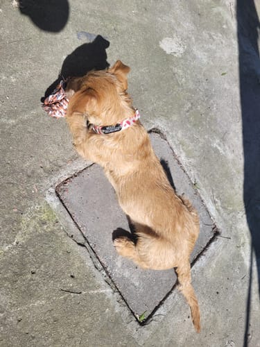 Customer photo review of Collar Sandía (Perro)