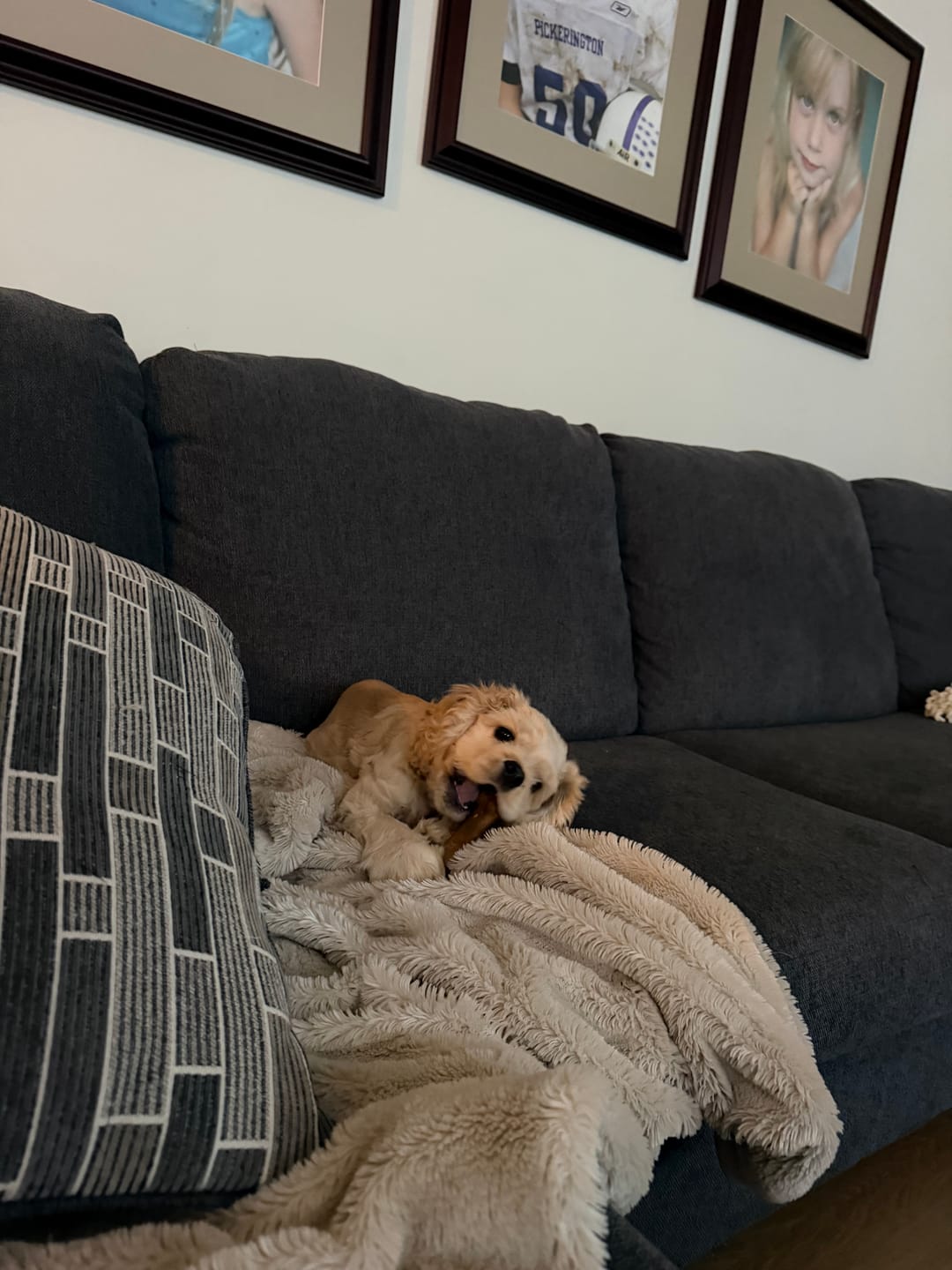 Customer photo review of 6 Inch Standard Bully Stick