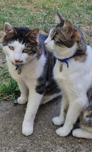 Customer's two healthy cats wearing blue collars sitting outdoors, enjoying their Croquettes Chat Stérilisé Sans Céréales.