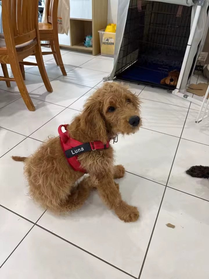 Customer photo review of SafeWalk® Chest-Clip Dog Harness