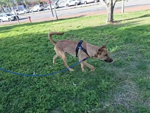 Customer photo review of SafeWalk® Chest-Clip Dog Harness