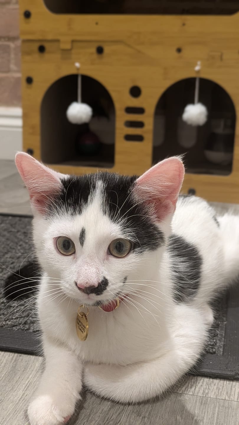 Customer photo review of Cat ID Tag - Custom Engraved