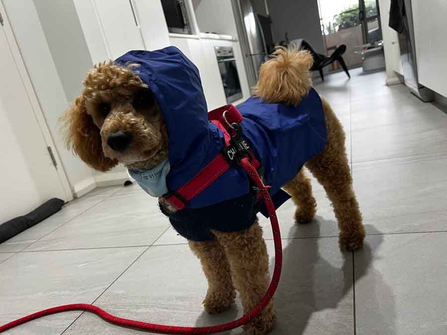Customer photo review of SafeWalk® Chest-Clip Dog Harness