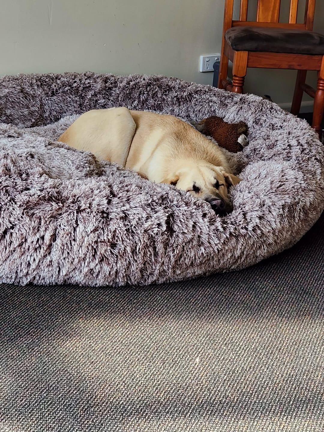 Customer photo review of The Human Size Nap Bed
