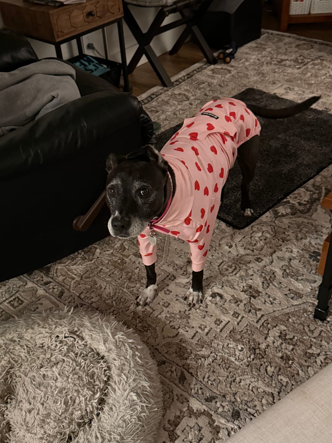 Customer photo review of Dog Surgical Suit - Pink Hearts