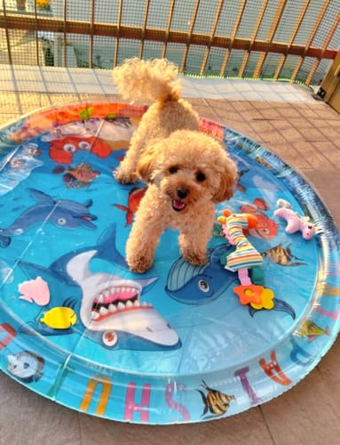 Customer photo review of 🌴 Lettino Rinfrescante “Oasi Estiva” per Cani & Gatti