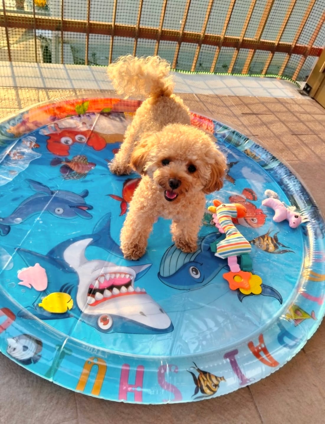 Customer photo review of 🌴 Lettino Rinfrescante “Oasi Estiva” per Cani & Gatti